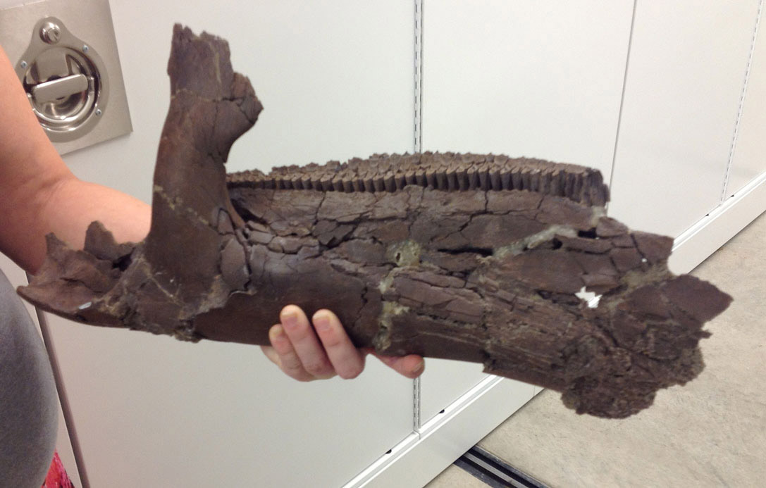 The dentary plate along the outside of the jaw produced new teeth which then appeared on the inside of the jaw.